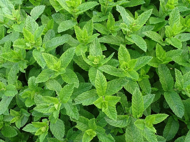 Moroccan Mint Tea